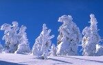 snowedtrees-150x95-7121587