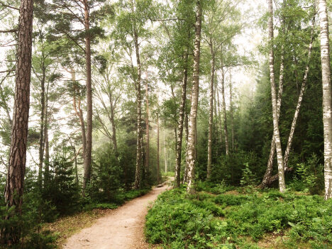 vasikkasaaric2a9emmasuominen-468x351-6253315